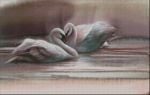 (image for) Swans